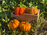Pumpkin Felting Class